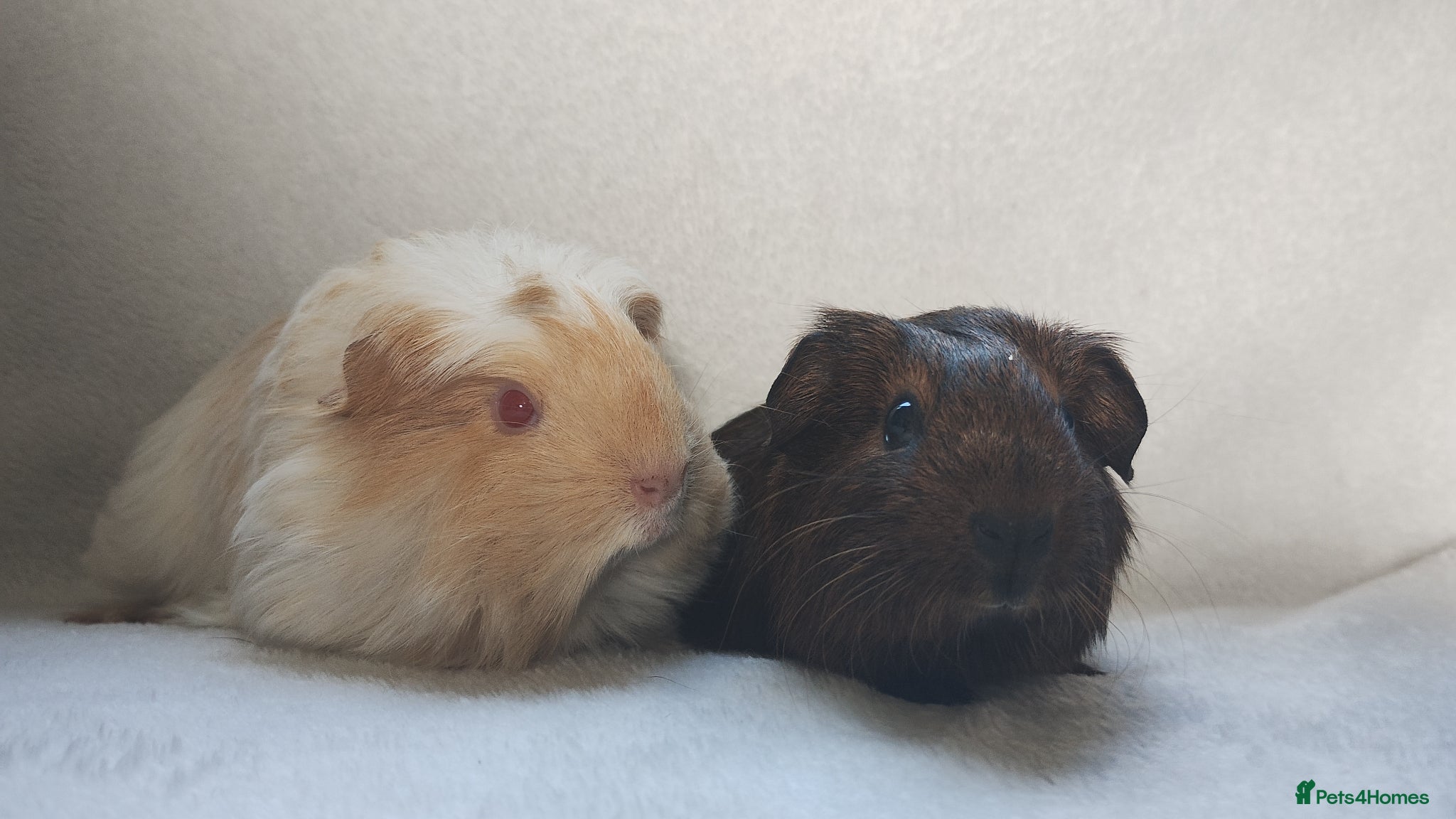 Guinea Pig rodents Super tame pair of boy guinea pigs ready now  - Advert 14