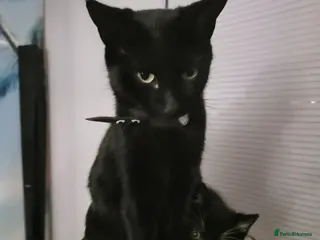 Mixed Breed cats Kittens ready to new home - Advert 1