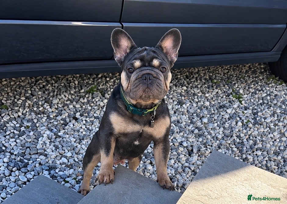 French Bulldog dogs 💎Quality Fluffy Frenchie💎 - Advert 4