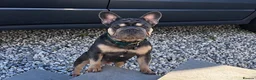 French Bulldog dogs for sale: 💎Quality Fluffy Frenchie💎 - Advert 9