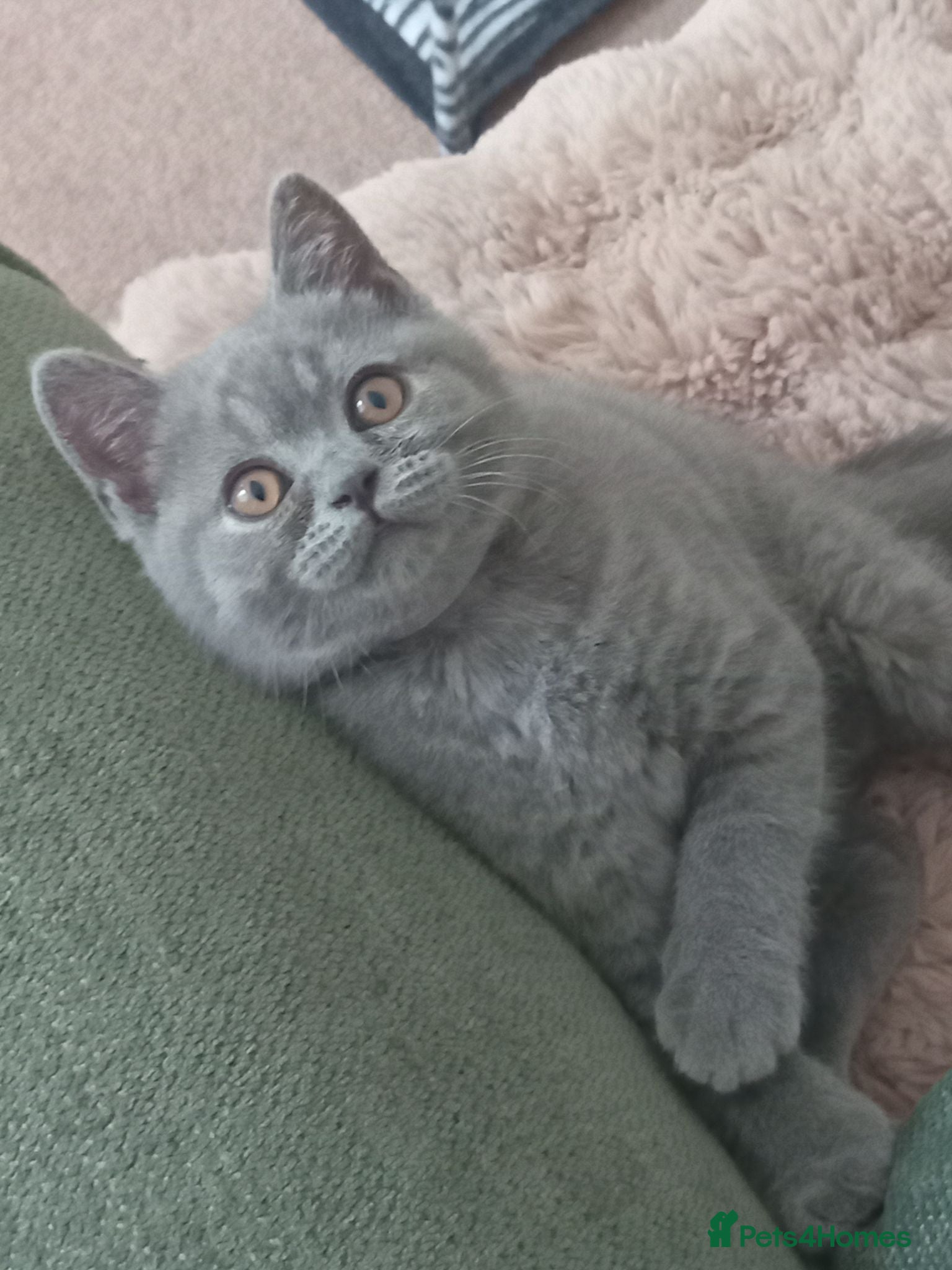 British Shorthair cats Gorgeous British short-hair kittens  - Advert 2