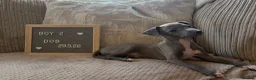 Italian Greyhound dogs for sale: Beautiful small Italian greyhound puppies  in London - Advert 9