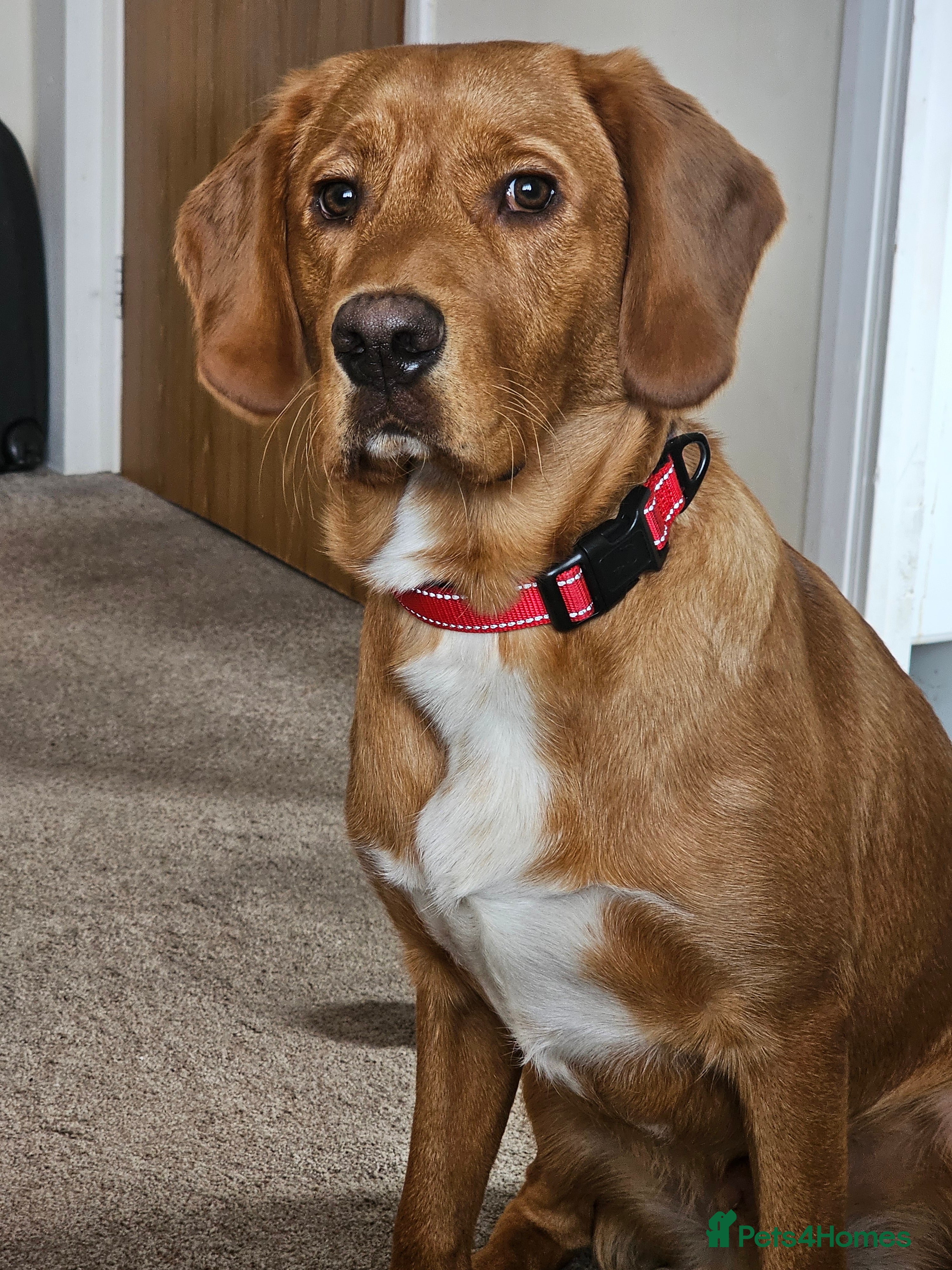 Labrador Retriever dogs Freddie the fox red lab  - Advert 2