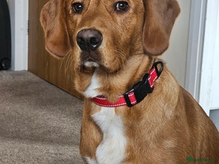 Labrador Retriever dogs Freddie the fox red lab - Advert 1