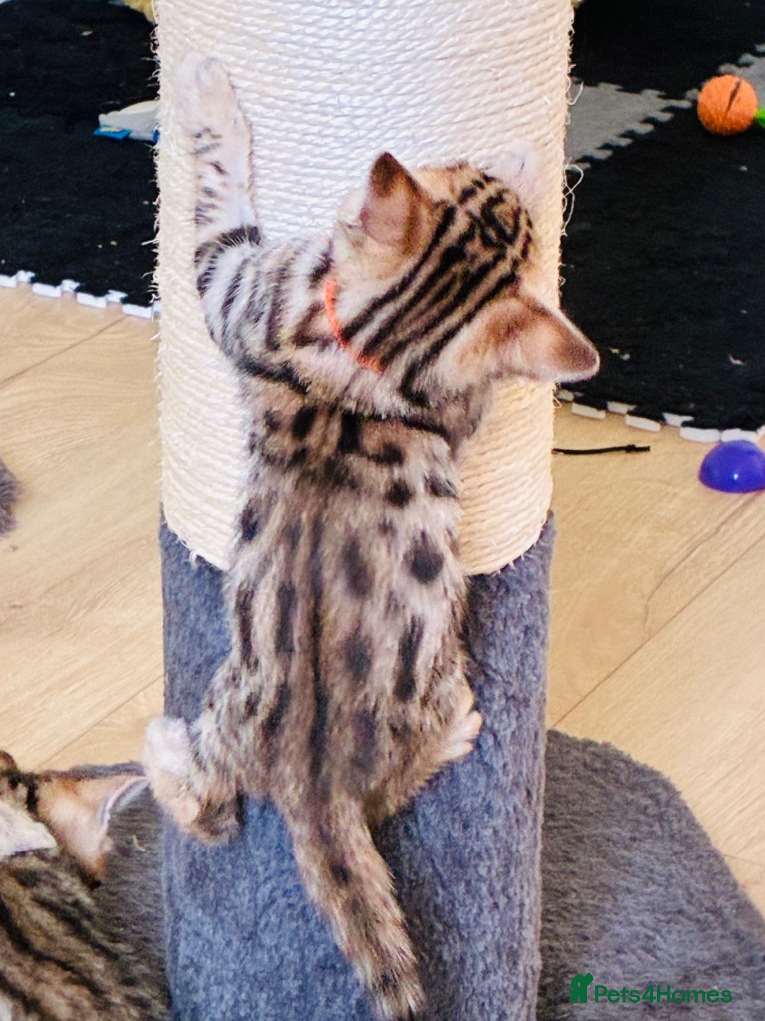 Bengal cats Stunning Bengal Kittens LAST ONE!!! - Advert 1