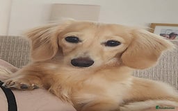 Miniature Dachshund dogs for stud: ee Cream Longhaired Miniature Dachshund for Stud in Helensburgh - Image 7