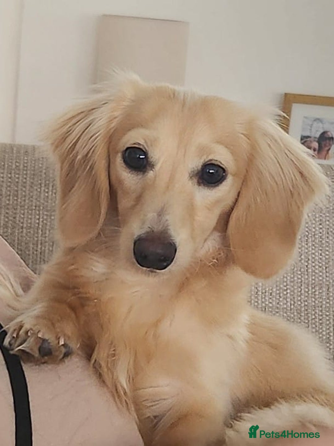 Miniature Dachshund dogs for stud: ee Cream Longhaired Miniature Dachshund for Stud in Helensburgh - Image 7