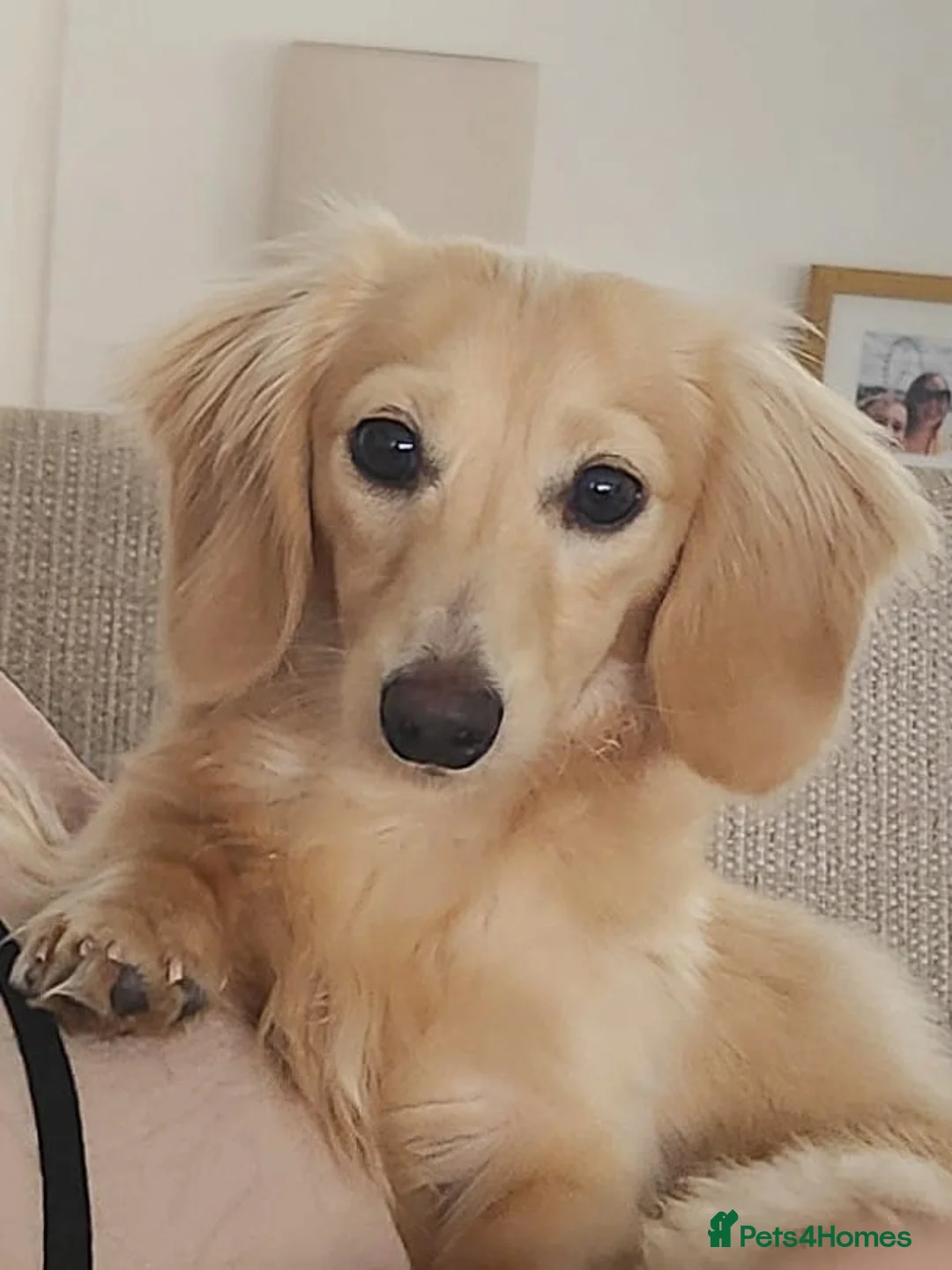 Miniature Dachshund dogs for stud: ee Cream Longhaired Miniature Dachshund for Stud in Helensburgh - Advert 3
