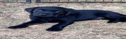 Labrador Retriever dogs for sale: Beautiful natured working Labradors  - Advert 17