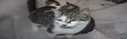 Mixed Breed cats for sale: 6 kittens desperately looking for a forever home - Advert 32