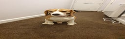 Beagle dogs for stud: Forrest the Beagle in Dundee - Advert 3