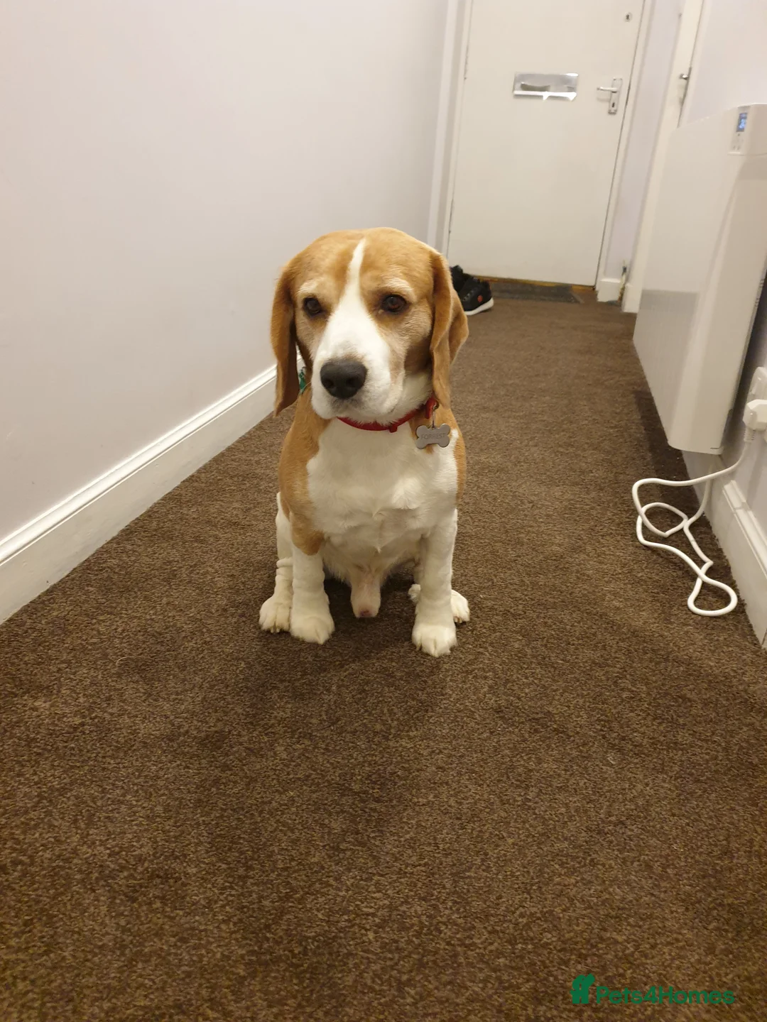 Beagle dogs for stud: Forrest the Beagle in Dundee - Advert 3