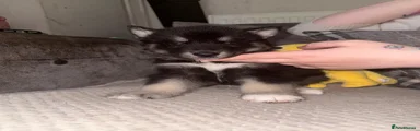 Siberian Husky Puppy 2