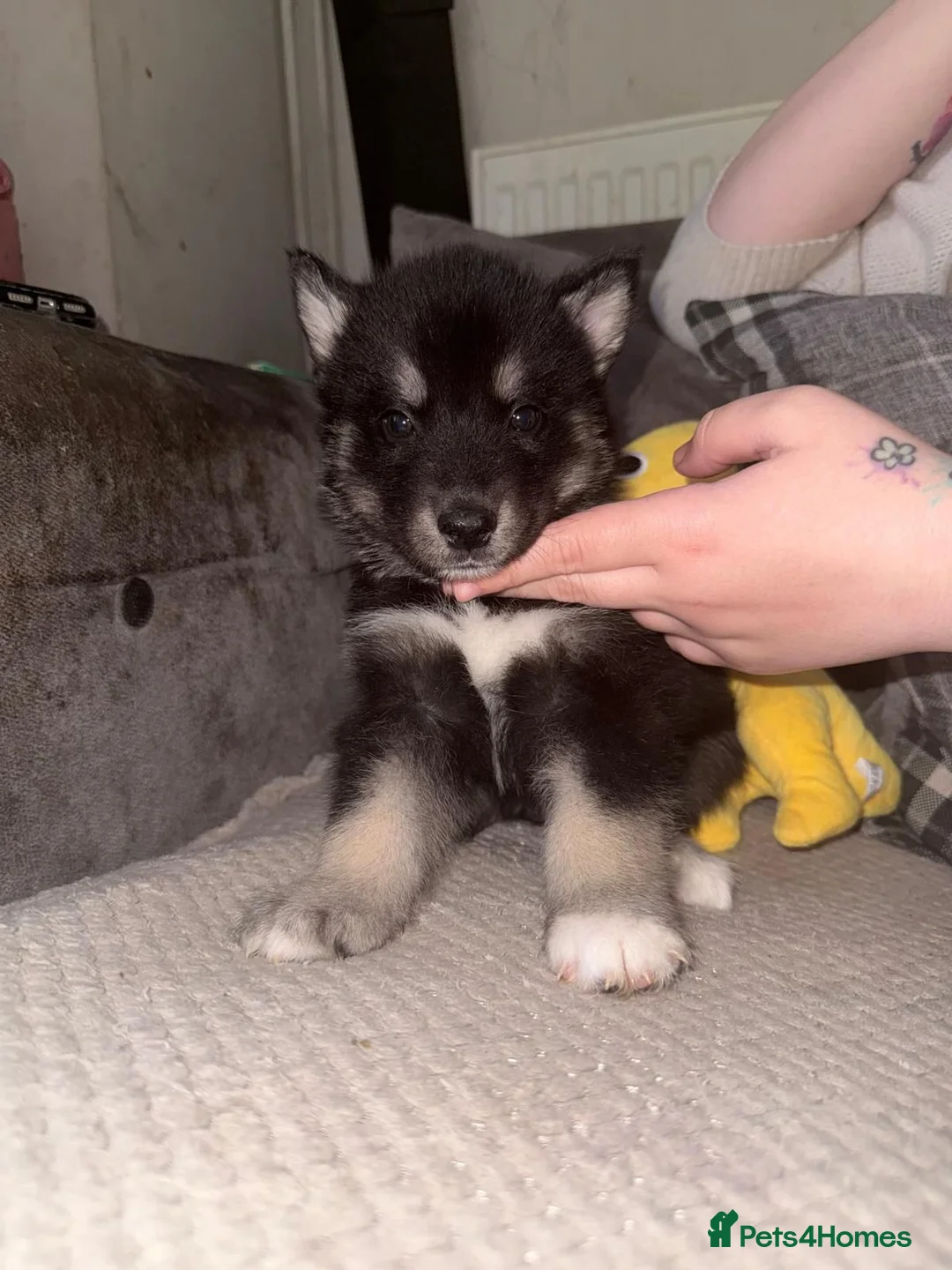 Siberian Husky dogs for sale: LAST 3 Beautiful Siberian Huskys Puppy's  - Advert 2