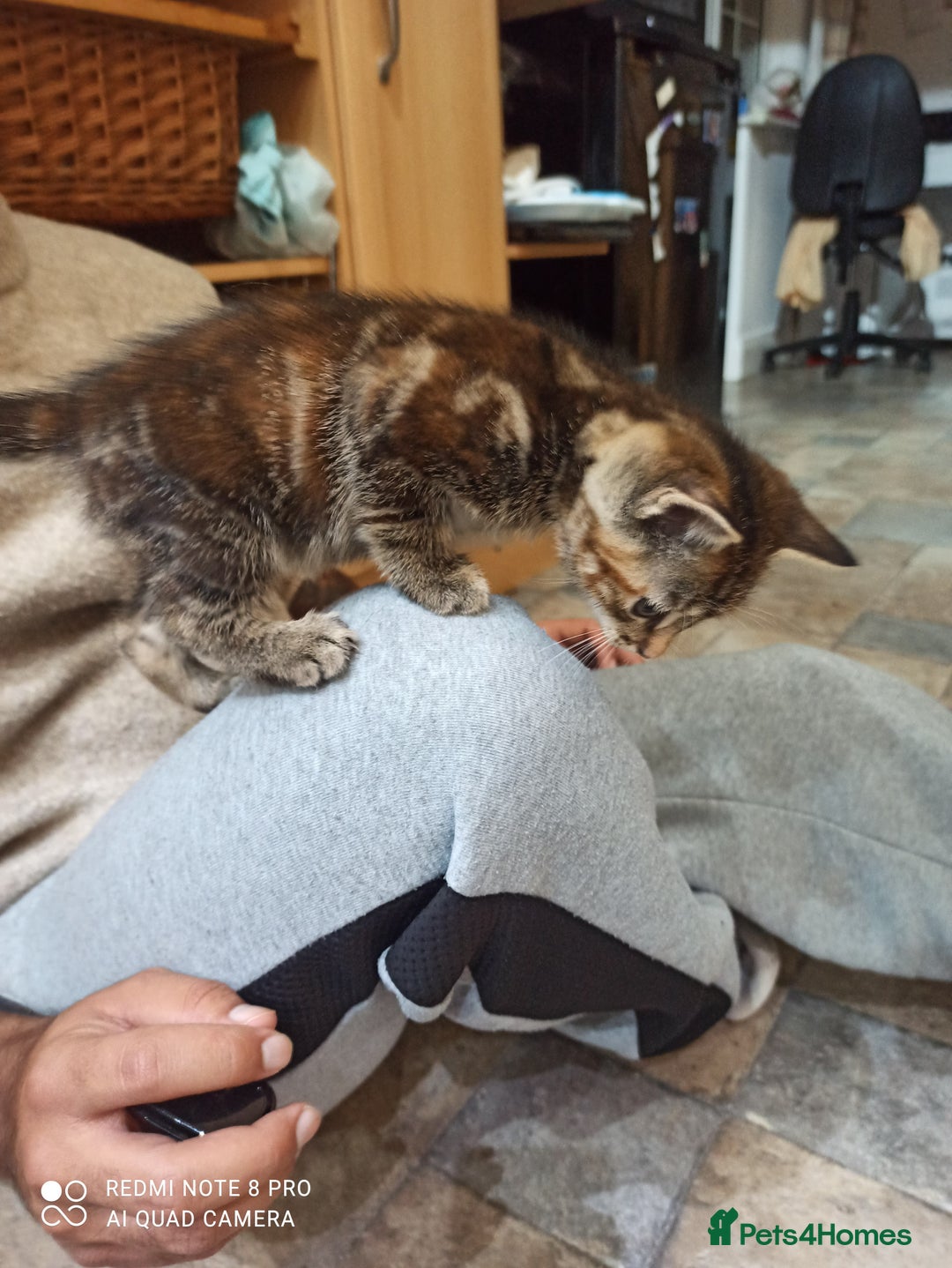 British Shorthair cats for sale: Beautiful tabby kittens - Image 26