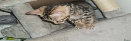 Mixed Breed cats for sale: Bengal Cross Kittens – Ready End of April - Advert 4