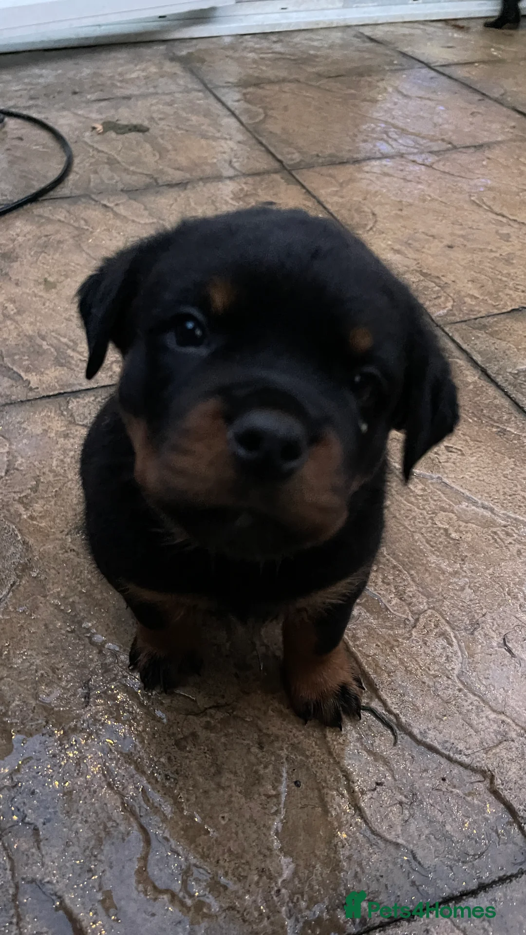Rottweiler dogs for sale: Champion-Bred Rottweiler Puppies for Loving Homes - Advert 5