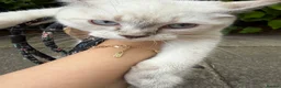 British Shorthair cats for sale: Gorgeous white British shorthair kittens 🐾 - Advert 16