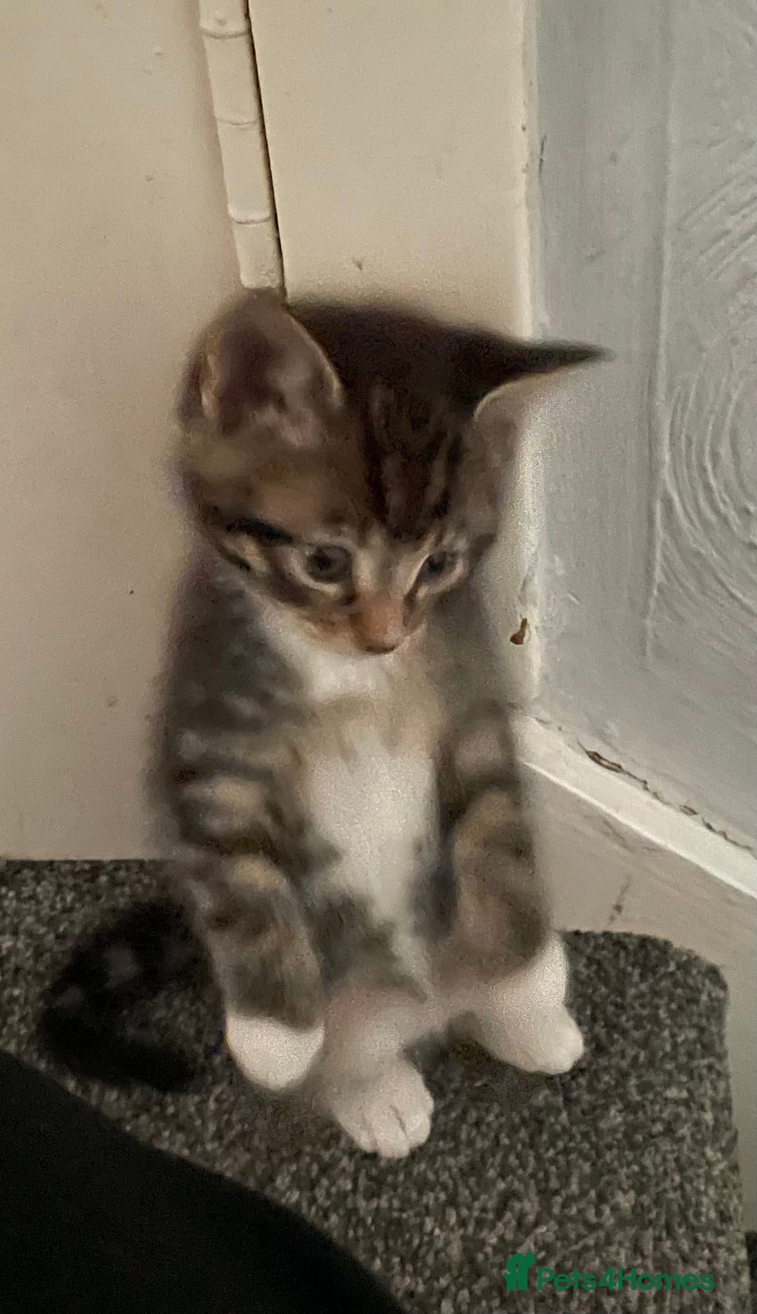 British Shorthair cats for sale: 5 kittens  - Image 1