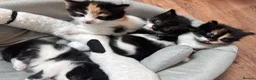 Mixed Breed cats for sale: Beautiful 8week old kittens  - Advert 30