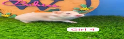 Hamster rodents for sale: Baby Syrian Hamster Male Female Boy Girl Pedigree  - Advert 2