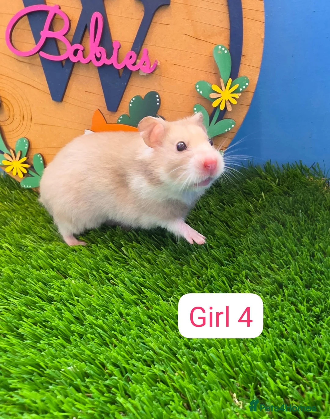 Hamster rodents for sale: Baby Syrian Hamster Male Female Boy Girl Pedigree  - Advert 2