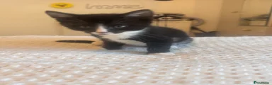 Mixed Breed Kitten 3