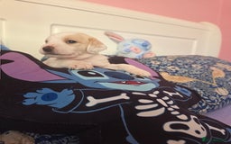 Mixed Breed dogs for sale: Cocker Spaniel Puppies – 4 Weeks Old - reserve now - Advert 29