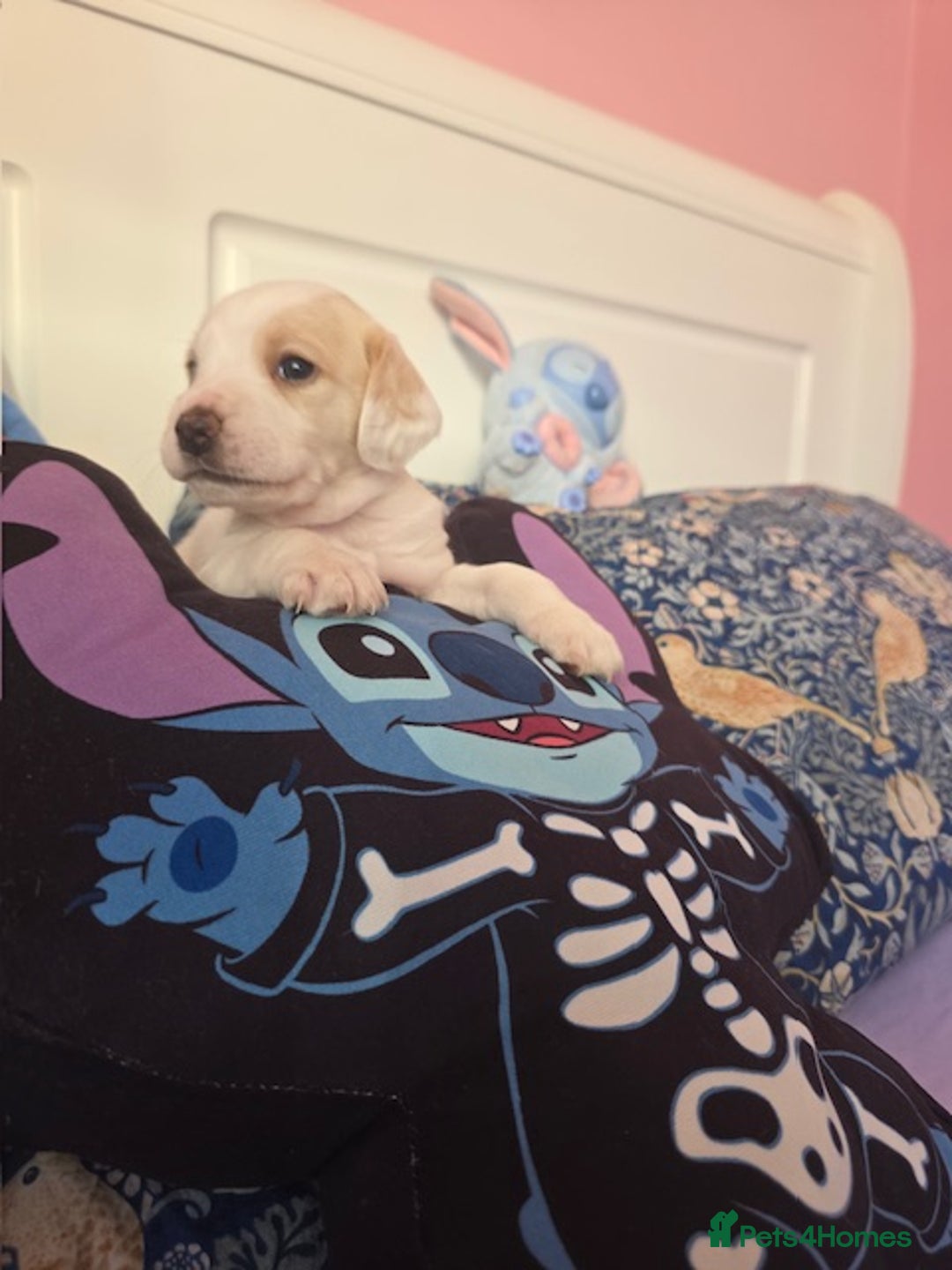 Mixed Breed dogs for sale: Cocker Spaniel Puppies – 4 Weeks Old - reserve now - Advert 29