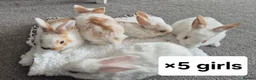 Mixed Breed rabbits for sale: 7 lovely mixed baby rabbits - Advert 7