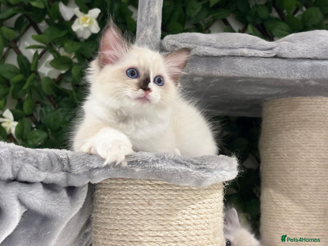 Ragdoll cats for sale: TICA, DNA tested, 5 gen pedigree  - Image 10