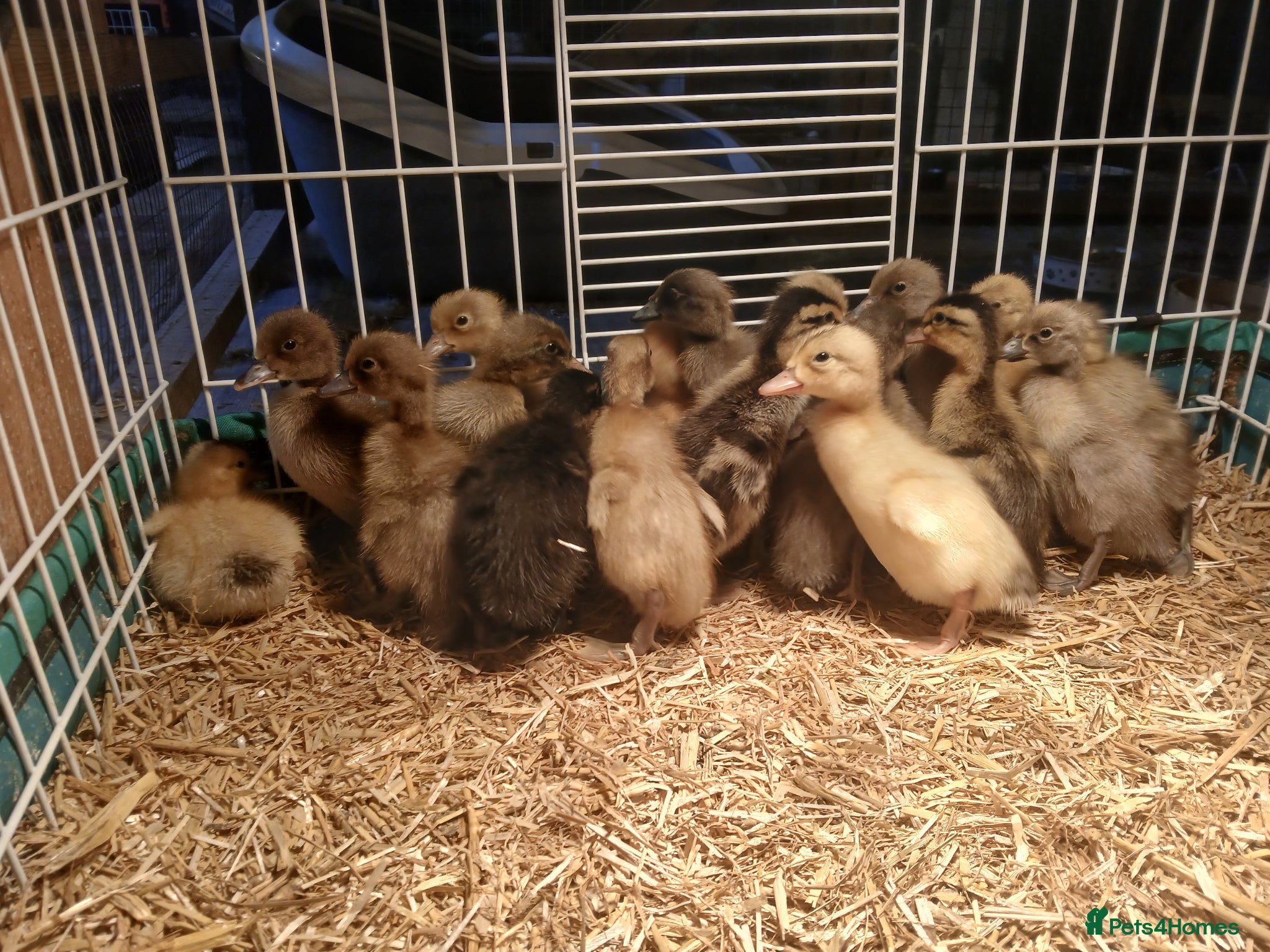 Ducks poultry Indian runner ducklings - Advert 4
