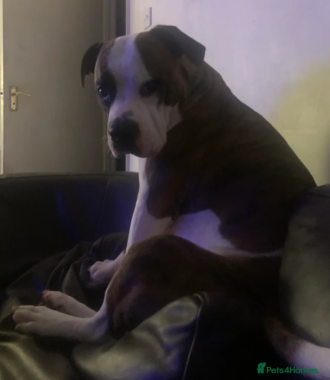 American Bulldog dogs for sale: Bella - Advert 3