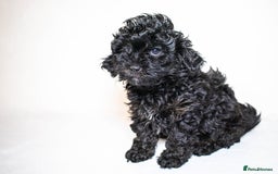 Mixed Breed dogs for sale: Havapoo. Best dogs ever. - Advert 6