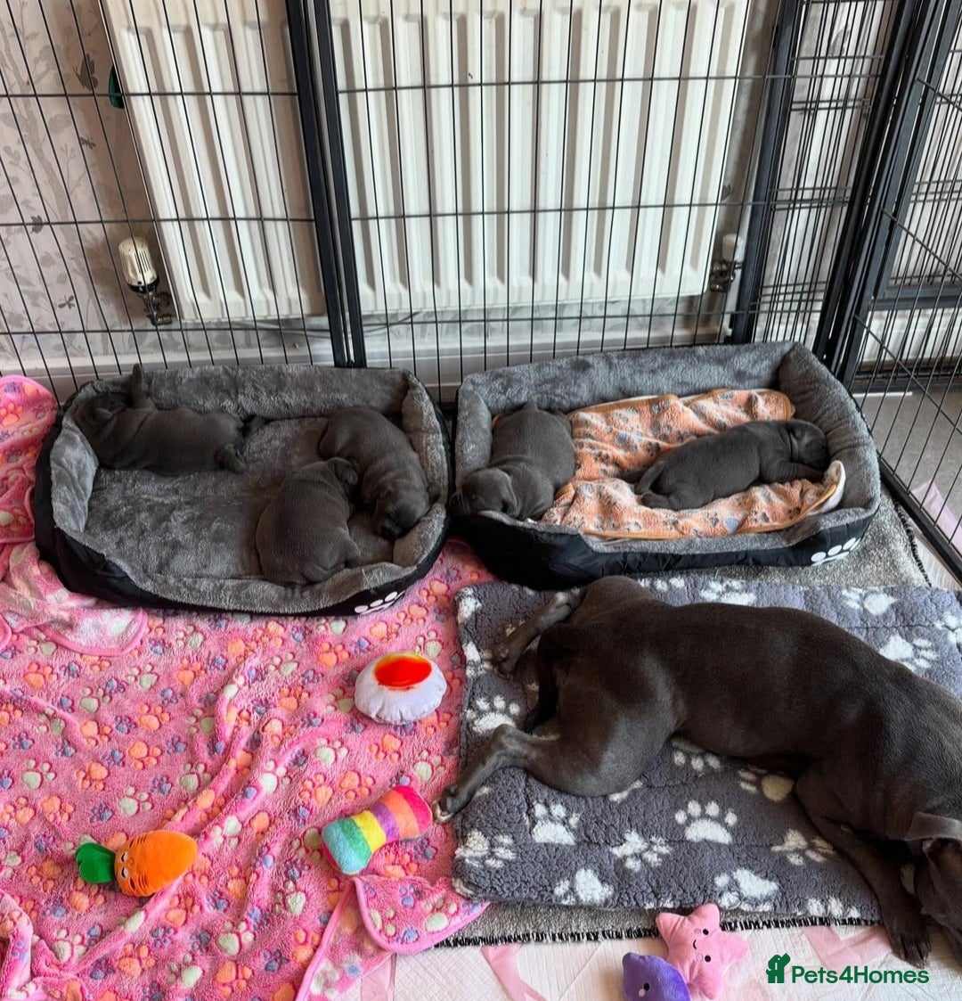 Staffordshire Bull Terrier dogs for sale: Staffordshire bull terrier puppies  - Advert 6