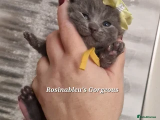 British Shorthair cats Gccf British shorthair kittens champion lines 🏆 - Advert 5