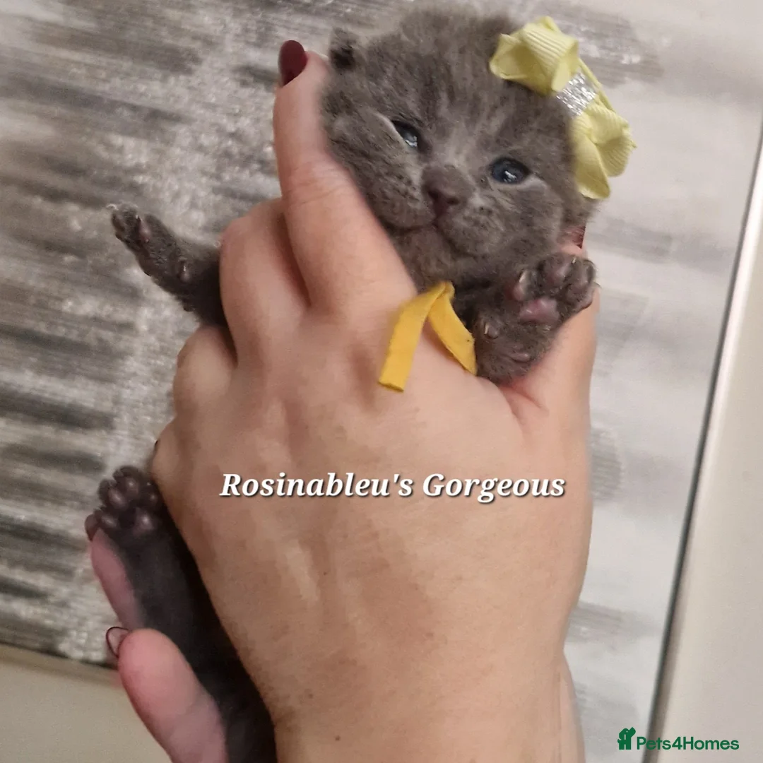 British Shorthair cats for sale:  Gccf British shorthair kittens champion lines 🏆 - Advert 6