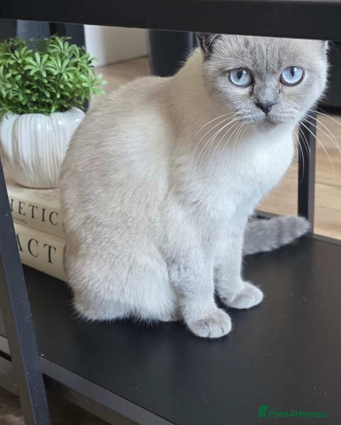 British Shorthair cats BRITISH SHORTHAIR KITTENS FOR SALE  - Advert 2