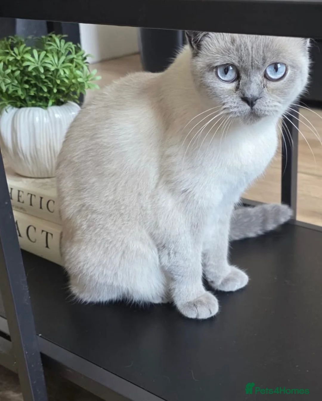 British Shorthair cats for sale: BRITISH SHORTHAIR KITTENS FOR SALE  - Advert 1