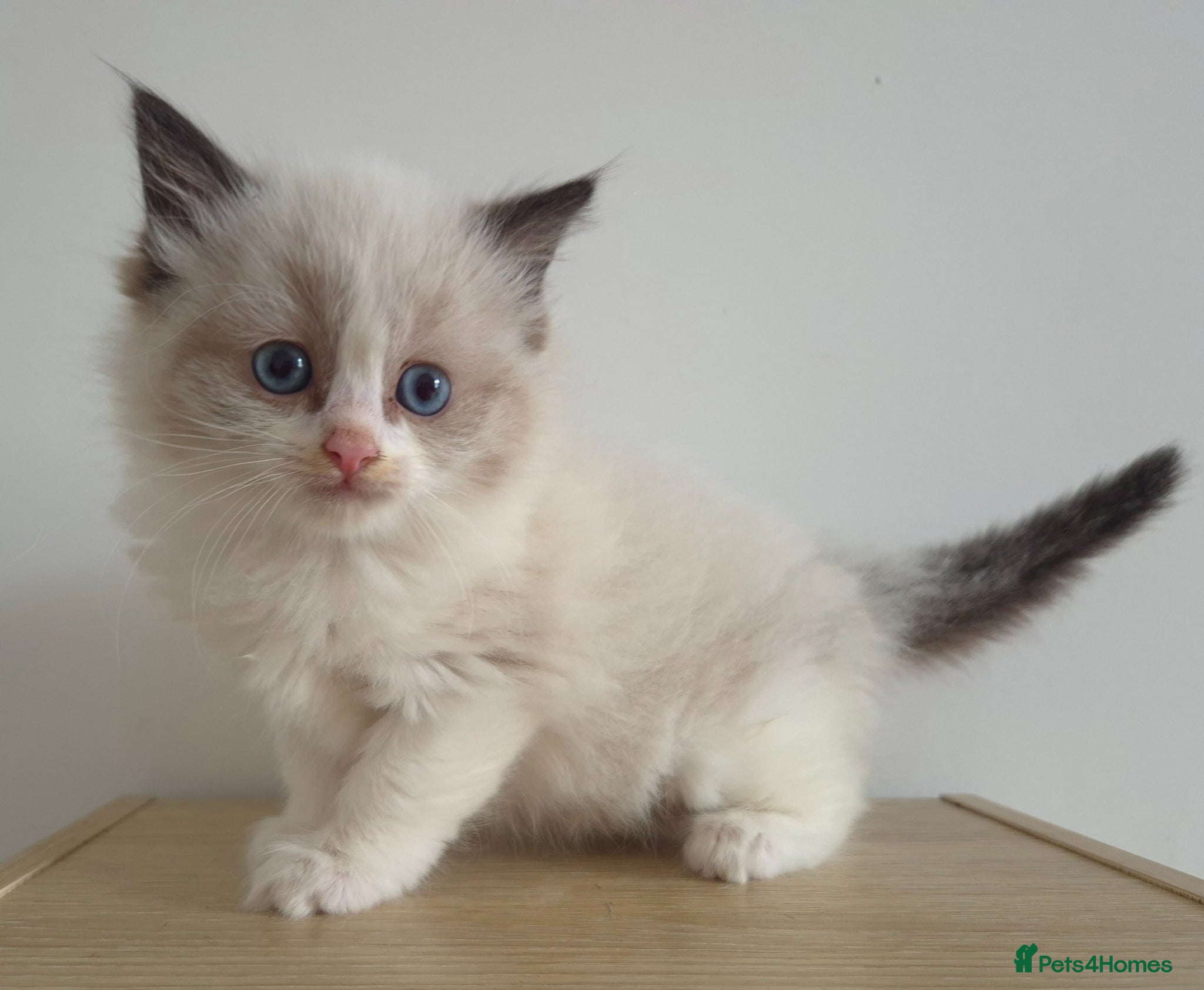 Ragdoll cats Beautiful ragdolls - Advert 1