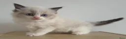 Ragdoll cats for sale: Beautiful ragdolls - Advert 1