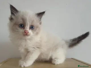 Ragdoll cats Beautiful ragdolls - Advert 1