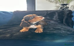 Cocker Spaniel dogs for sale: BEAUTIFUL LITTER OF TRICOLOURED COCKER SPANIELS  - Image 9