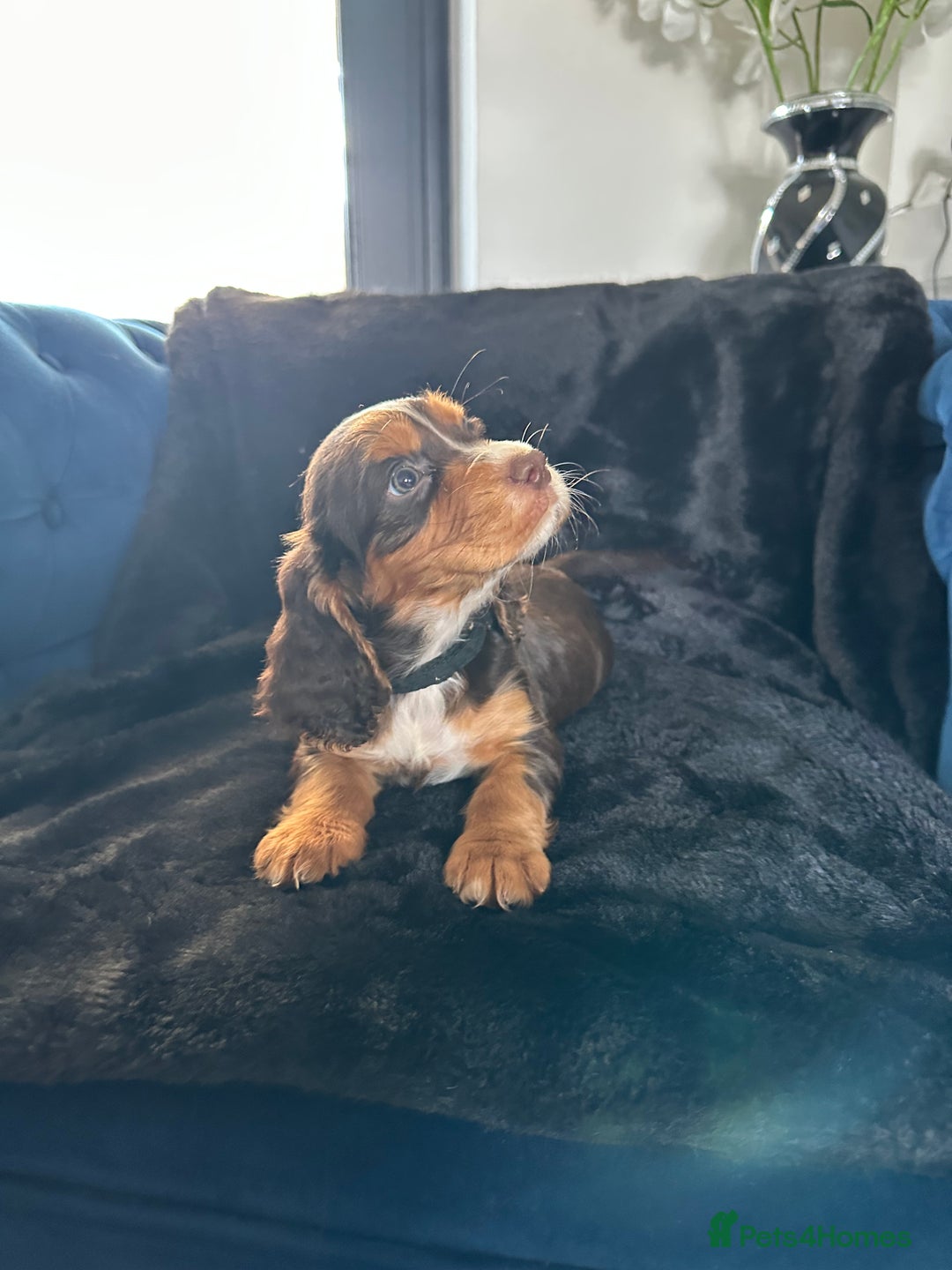 Cocker Spaniel dogs for sale: BEAUTIFUL LITTER OF TRICOLOURED COCKER SPANIELS  - Image 9