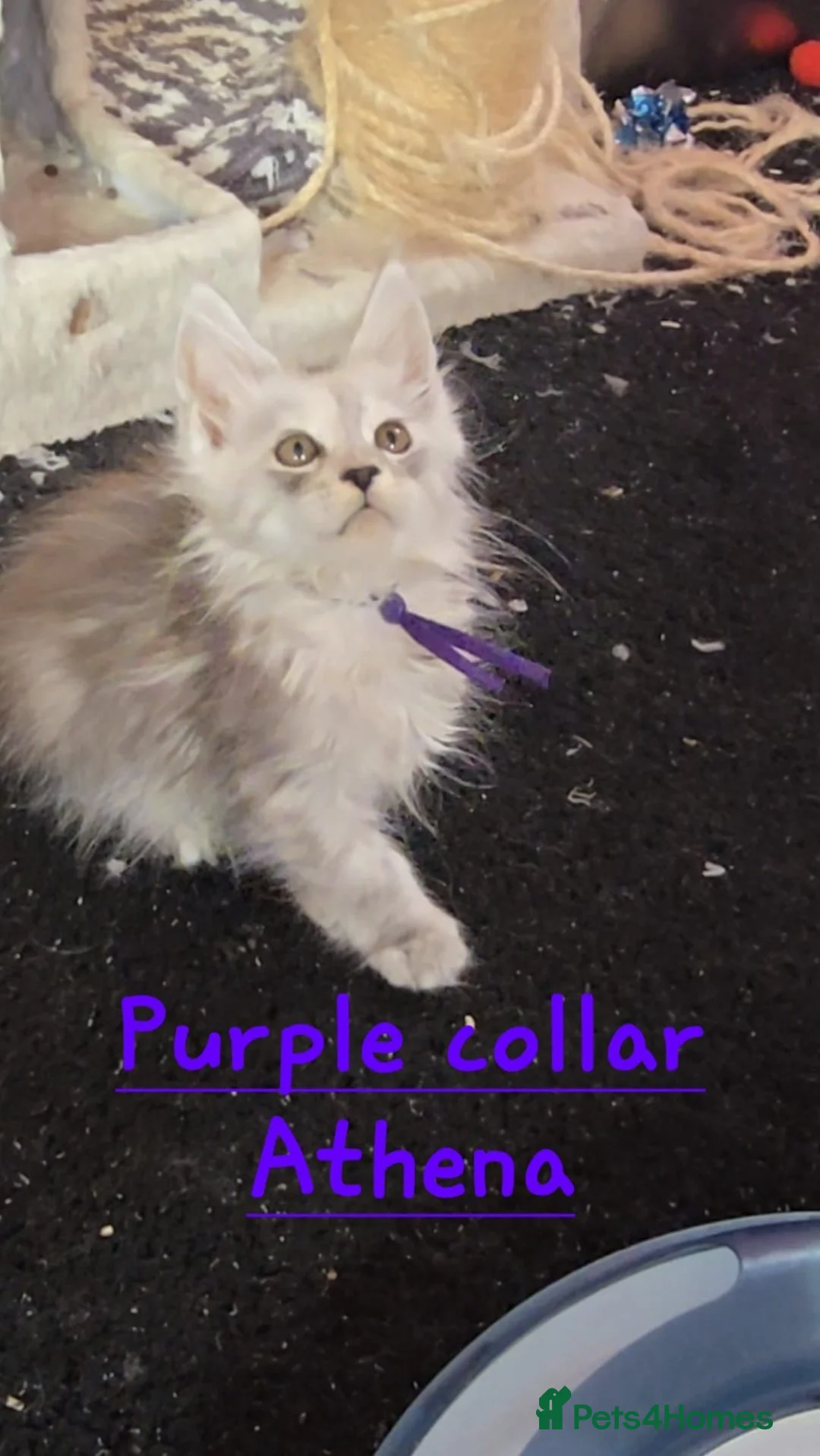 Maine Coon cats for sale: Stunning Tica Maine Coons kittens  - Advert 2
