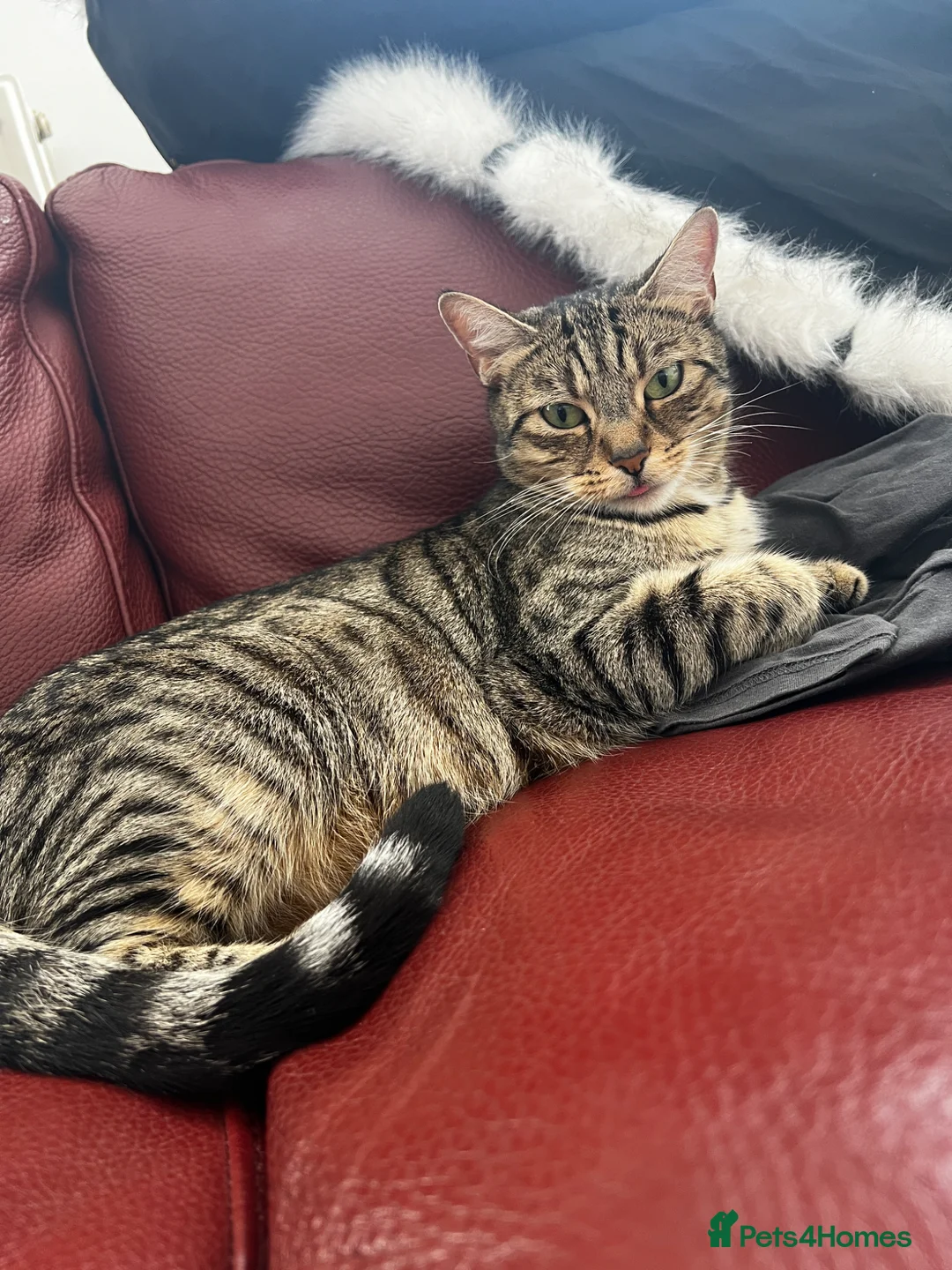Mixed Breed cats for sale: Kittens for sale🐈‍⬛🐈 - Advert 4