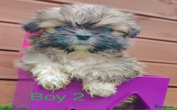 Shih Tzu dogs for sale: Shih-tzu - Image 3