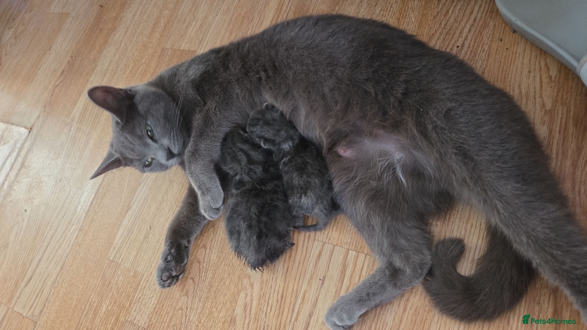 Mixed Breed cats BRITISH BLUE MIX READY NOW - Advert 1