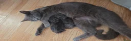 Mixed Breed cats for sale: BRITISH BLUE MIX READY NOW - Advert 1