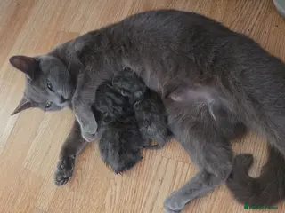 Mixed Breed cats BRITISH BLUE MIX READY NOW - Advert 1